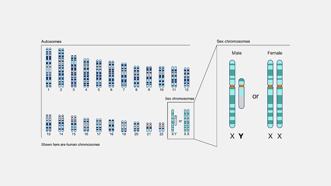 Diagram of the 23 pairs of human chromosomes lined up by size, with the X and Y sex chromosomes shown