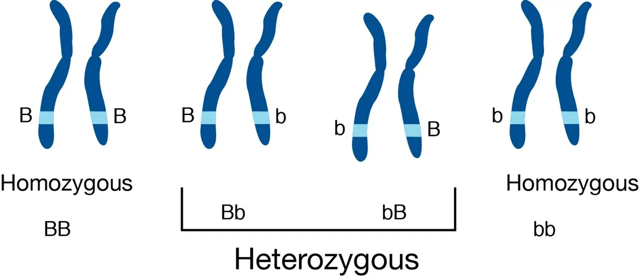 Diagram comparing a homozygous gene pair, with two matching versions, to a heterozygous pair, with two different versions