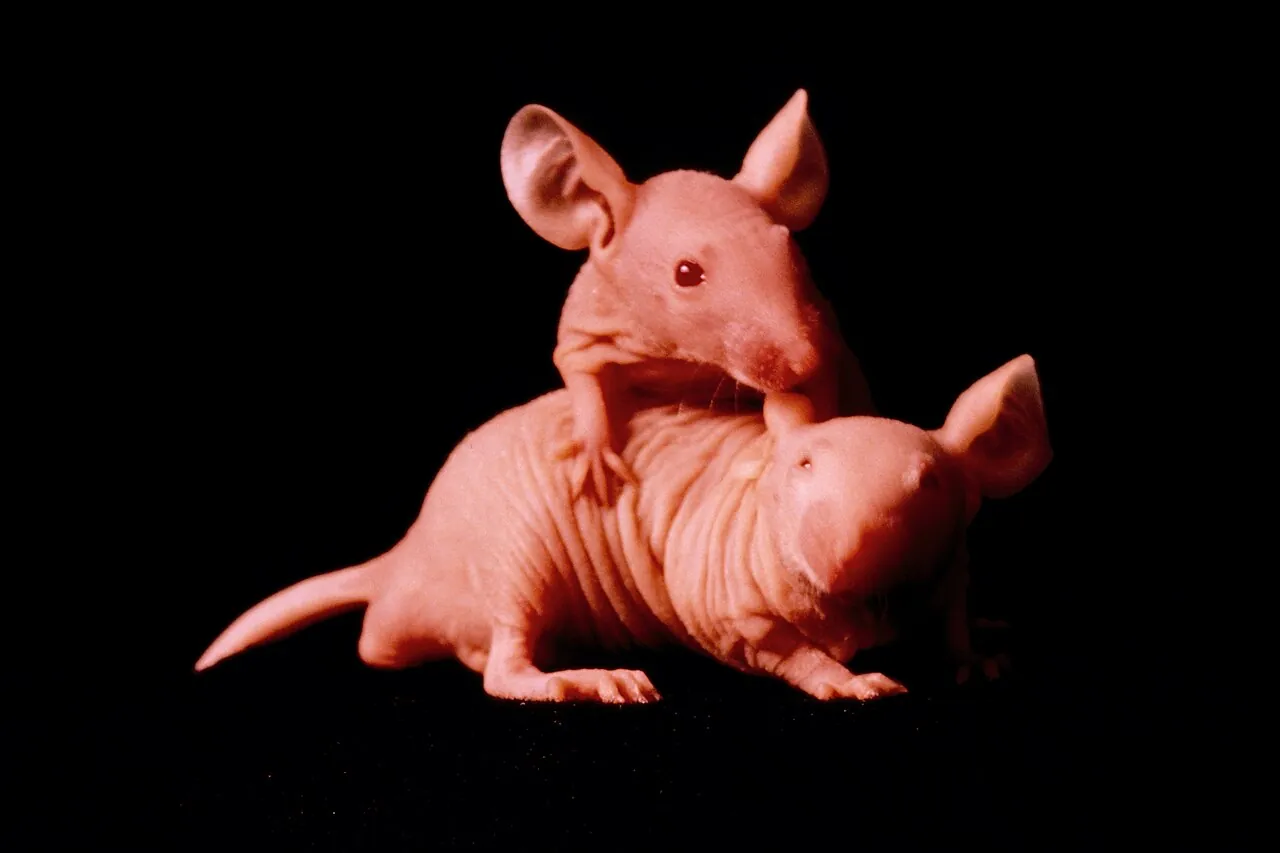 A group of hairless laboratory mice bred for research