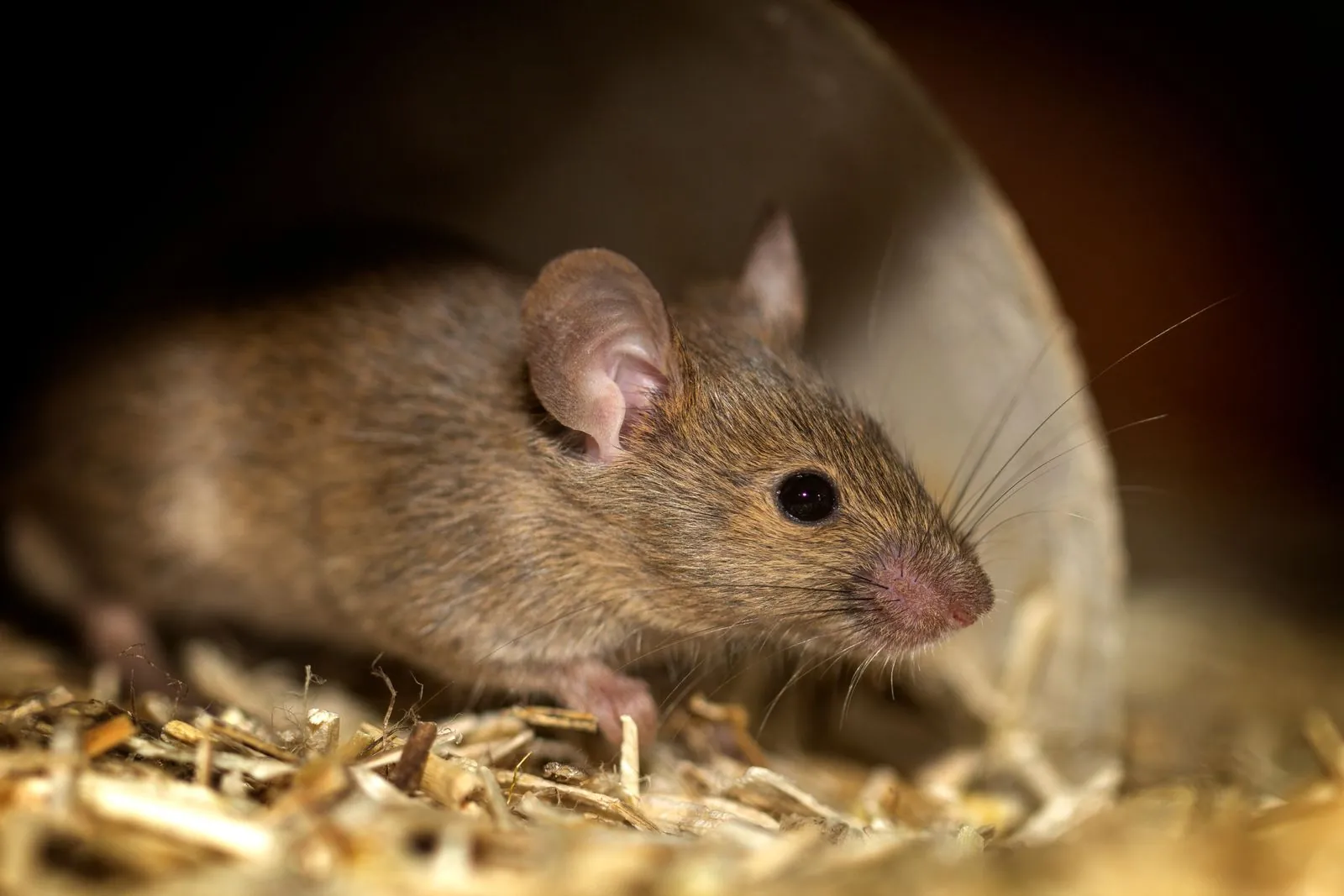 Close-up of a brown house mouse, the same species scientists use as lab mice