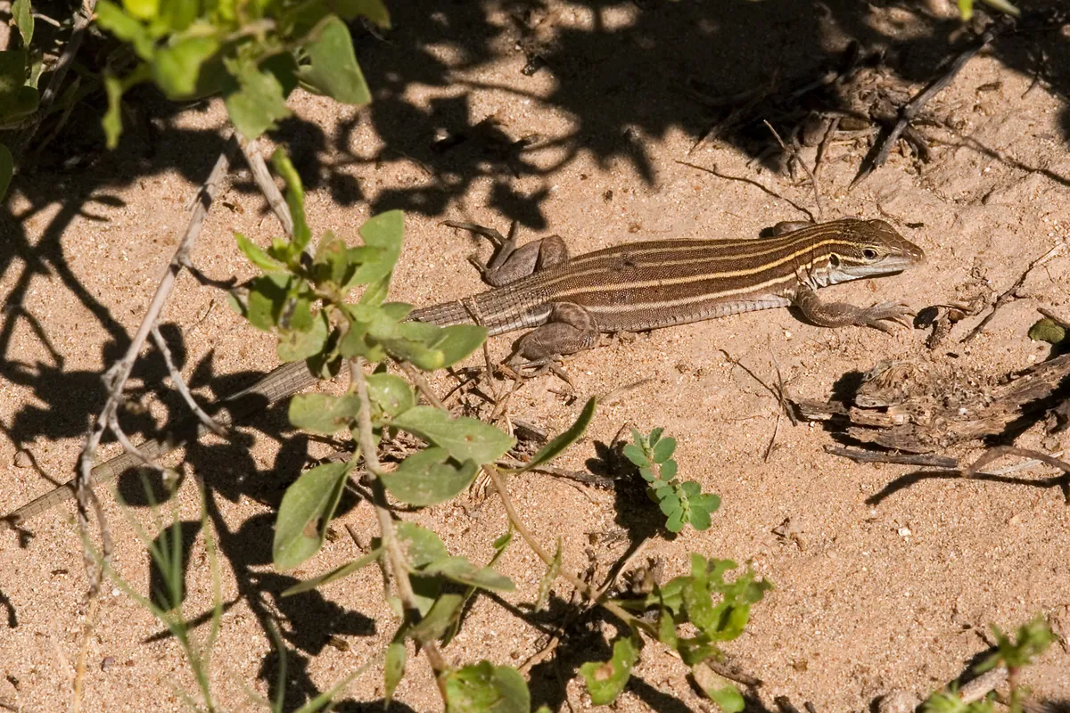 A whiptail lizard on sandy ground